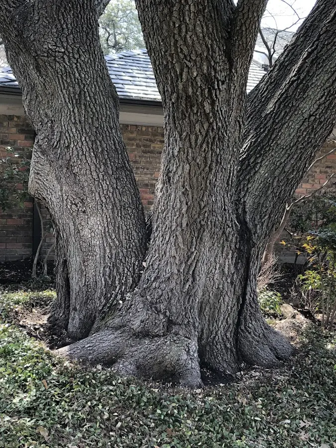 Mature heritage tree close to a Doniphan property cared for by certified arborists